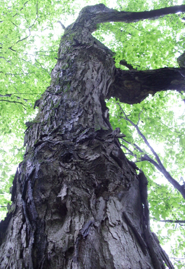 Glacier Valley Hemlock Ridge Heritage Sugar Maple
